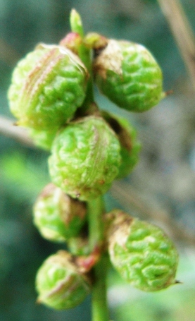 Trigonella elegans(= Melilotus elegans) / Meliloto elegante